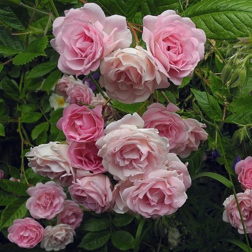 Shop - Rosa Frau Eva Schubert - rosa - ramblerrosen - mittel-stark duftend - Hugo Tepelmann - Historische Rambler-Rose mit wunderschönen, rosanen Blüten. Ihre einmal blühenden Blüten wirken hübsch auf Gartenlauben oder Rosentore gerankt.